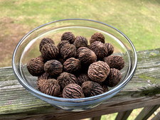 BLACK WALNUTS: 5lbs Fresh Organic 2025 Harvest, Naturally Grown in Maryland.