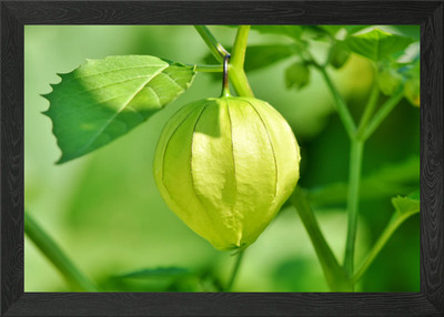 cape gooseberry Framed Wall Art Poster Canvas Print Picture