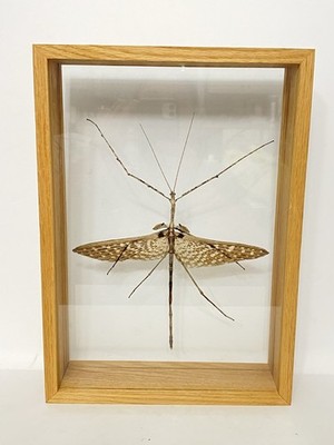 Disbachia Tamyris Stick Insect XL - Mounted 3D Showcase - Real Entomology Giant