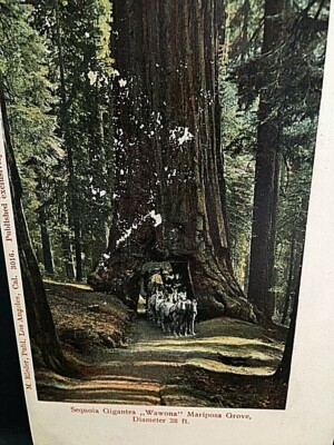 Postcard Antique View of Giant Sequoia Tree with Horse Carriage passing under.U3
