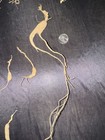 Dry Wild American Ginseng. 1/10 Lb. W/ Certificate. 17 Roots Total. 2025 Harvest — photo 6