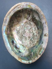 XL Abalone Muschel 15cm Meerohr Perlmutt Seifenschale Schmuck R&auml;uchern Deko