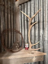 5 Point Elk Antler ~ Elk Shed ~ Antler Decor