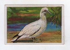 Cigarette Card c1930 Bird - Northern Gannet