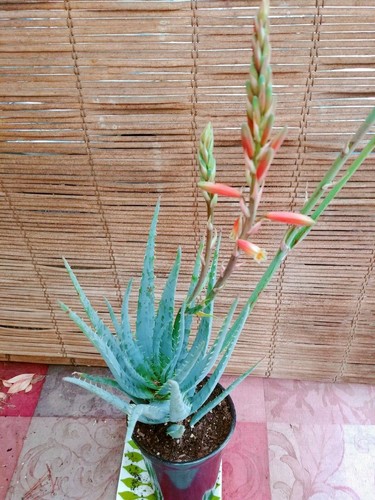 Aloe Blue Elf Flowering Live Plant - Picture 3 of 5