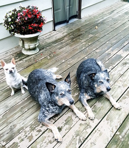 aurizon ear drops ebay