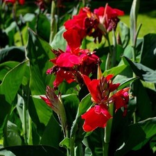 Grünlaubige Canna "Red Dazzler", indisches Blumenrohr (1 Rhizom)