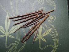 10 English Blackthorn Thorns for Protection- Pagan, Wicca, Witchcraft, Spellwork