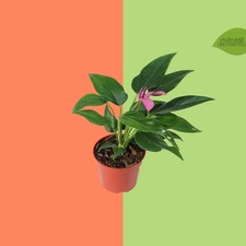 Purple Anthurium 4 in Live Houseplant  Flamingo Flower