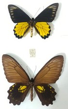 Couple Troides miranda miranda Bornéo, Annexe II/B, exceptionnel couple pré conv