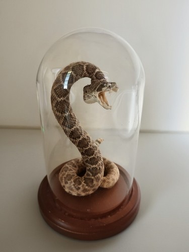 30" Western Diamondback Rattlesnake Taxidermy Mount For Sale
