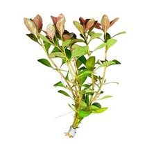 Ludwigia Palustris - BUY3GET1FREE - Live Red Aquarium Plant
