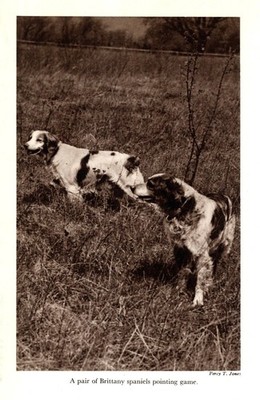 Vintage Brittany Spaniel Print 1940s Gundog Hunting Dog Pointing Dog 6530a