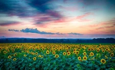 Anime sunflowers field agro landscape sky Play Gaming Mat Desk