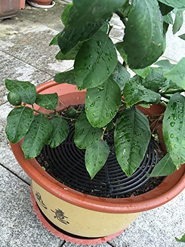 Plant Pot Grid Plant Pot Cover Plant Flower Protector,2Packs (11.8 Inch) Black - Picture 7 of 8