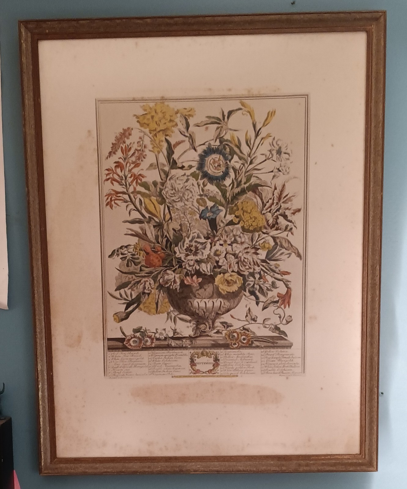 VTG Robert Furber Gardiner 12 Months of Flowers MARCH
