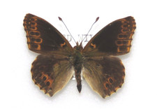 British Queen of Spain Fritillary Butterfly aberration. Moth/insect #69
