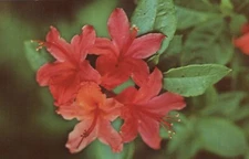Flame Azalea Great Smoky Mountain National Park TN Chrome Vintage Postcard