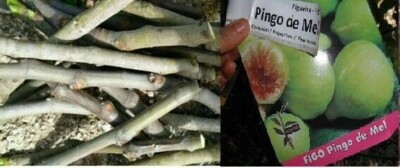 6x pcs Viable CUTTINGS HONEY DROP fig, Ficus carica L, pingo de mel scions