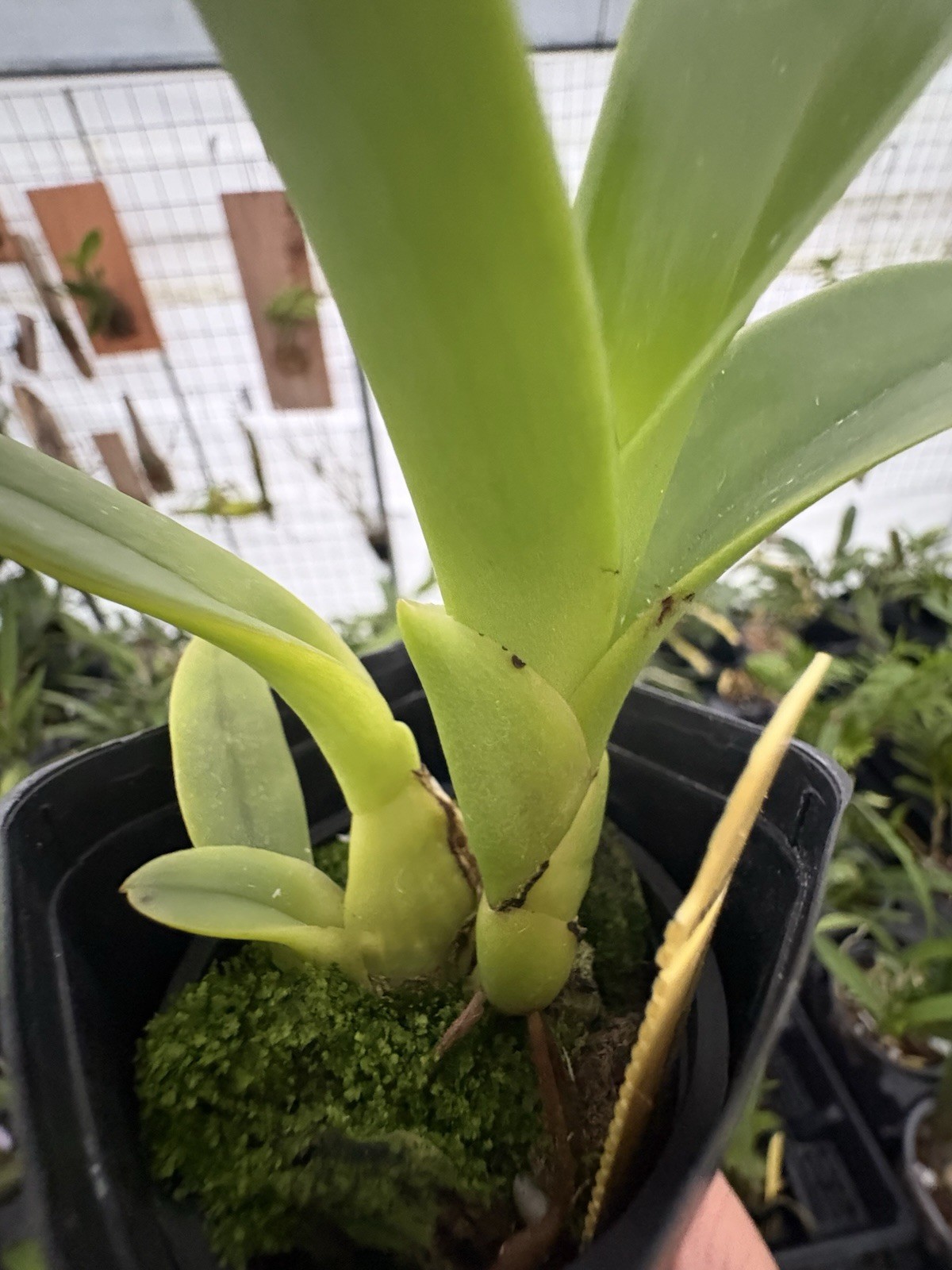 Eria ornata - Species Orchid - Vanilla-like Fragrance - 3” Pot Amazing