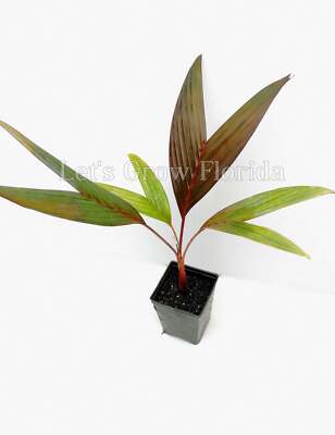 Areca vestiaria 'Red / Sunset' Palm Tree