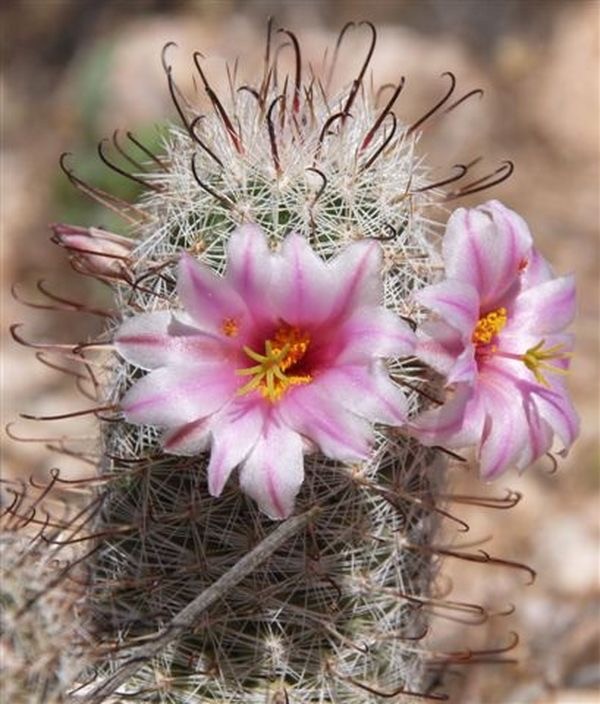 GRAHAM'S NIPPLE CACTUS (Mammillaria grahamii) 10 seeds | eBay Australia