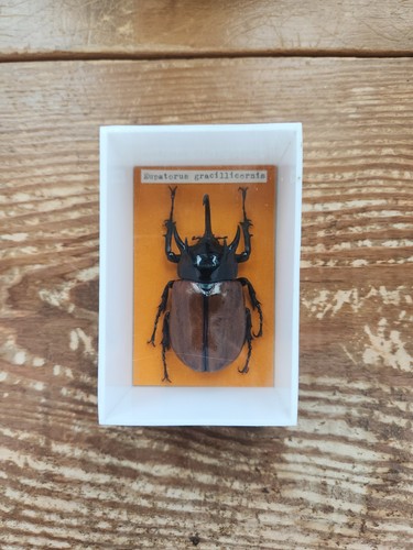 Eupatorus gracilicornis Five Horned Rhino Beetle Mounted Specimen In Case