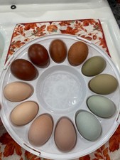 12 2 Rainbow layers variety fertile hatching eggs from Cardinal Acres Farm