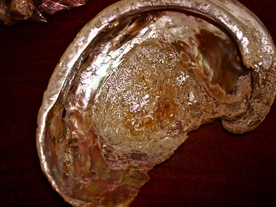 Abalone Shell California Beach Seashell Large 9 inch | eBay