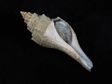 Sea Shell Brunneifusus ternatanus 102mm ID#9446