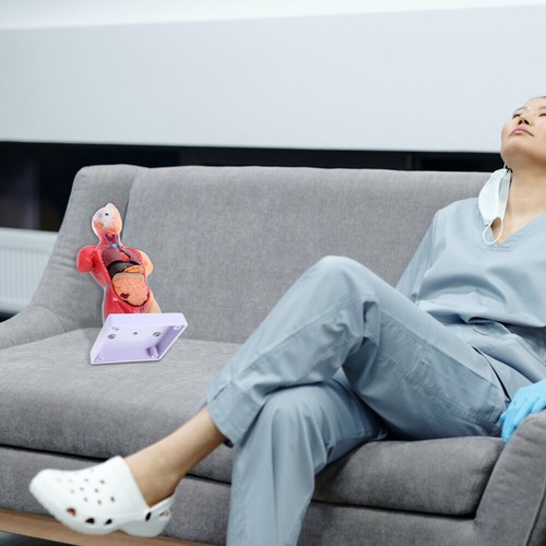 Medizinische Studenten Geschenk Menschlichen Torso Modell Anatomie Körper Modell - Bild 3 von 12