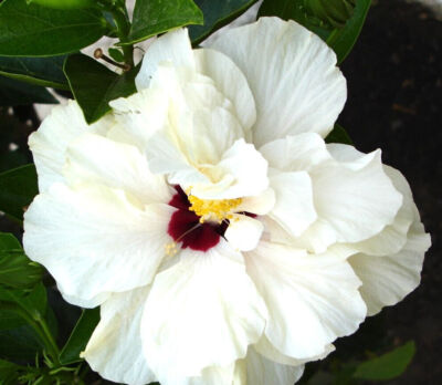 Hibiscus syriacus cv RED HEART 30-40cm - | eBay