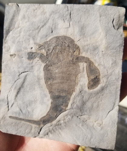 Eurypterid Fossil Sea Scorpion Eurypterus Silurian 420 Mil Yrs 3.5"x4" Plate