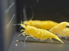 20+ Golden Dust Yellow Freshwater Neocaridina Aquarium Shrimp
