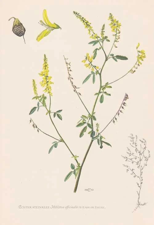 Echter Steinklee - Melilotus officinalis Farbdruck von 1953 Honigklee Hummelklee - Bild 1 von 1