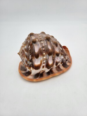 Cypraecassis rufa # gehörnt Helmschnecke 14,5 cm# Muschel conch shell see snail