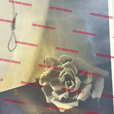 1947 Life & Death Rose & Noose OOAK 8 x 10 Sepia Photograph Signed By M.L. Hipp