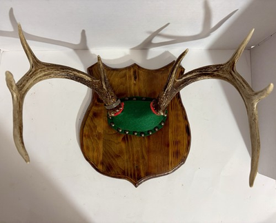 #ad 8 Point Wisconsin Whitetail Deer Antler Mount Plaque Cabin Decor Rustic Vintage $49.95