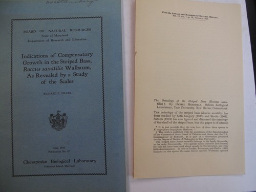 Lot Of 2 Striped Bass Fish Fishes Ichthyology Osteology Scales 1940 