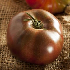 Tomato BLACK BRANDYWINE Potato Leaf Beefsteak Indeterminate Heirloom 50 seeds!