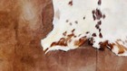 Foto 9 di 9