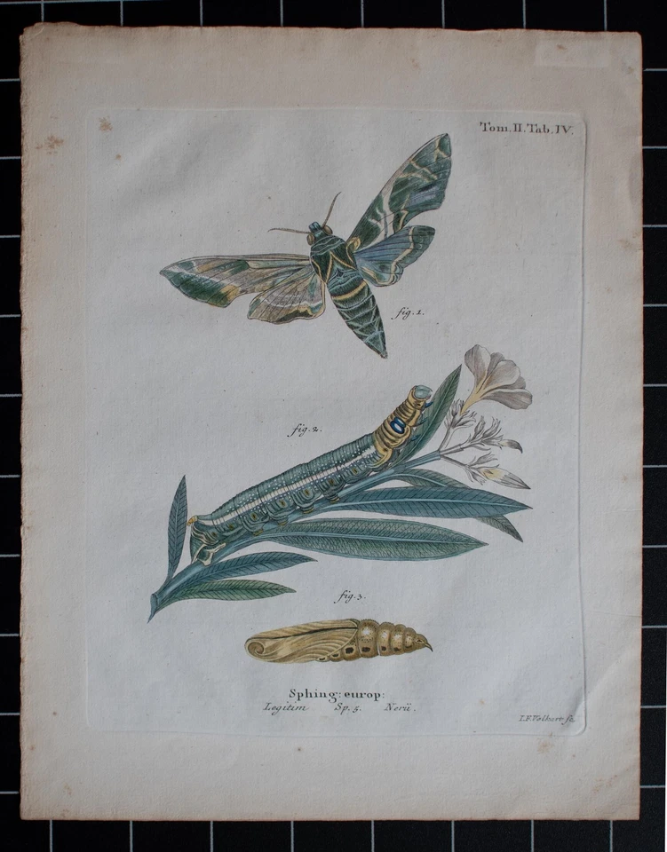 Johann Friedrich Volckart Oleanderschwärmer Schmetterling Zoologie Kupferstich - Bild 2 von 4