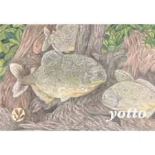 Colored Pencil Drawing Piranha Postcard Size Framed Hand-Drawn Original Fish Yot
