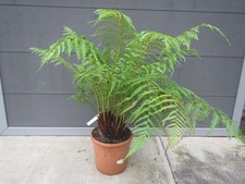 Dicksonia antarctica Nr. 3 Baumfarn 3er Kopf 10-15cm Stamm / 70-80cm Pflanze