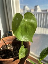 Monstera Deliciosa Tropical Split-Leaf Plant 6-inch Indoor/Outdoor LIVE PLANT