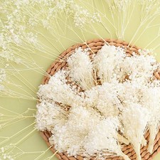 6000 Ivory White Dried Baby's Breath Flowers Bouquet 100Pcs Mini Real 100 N...