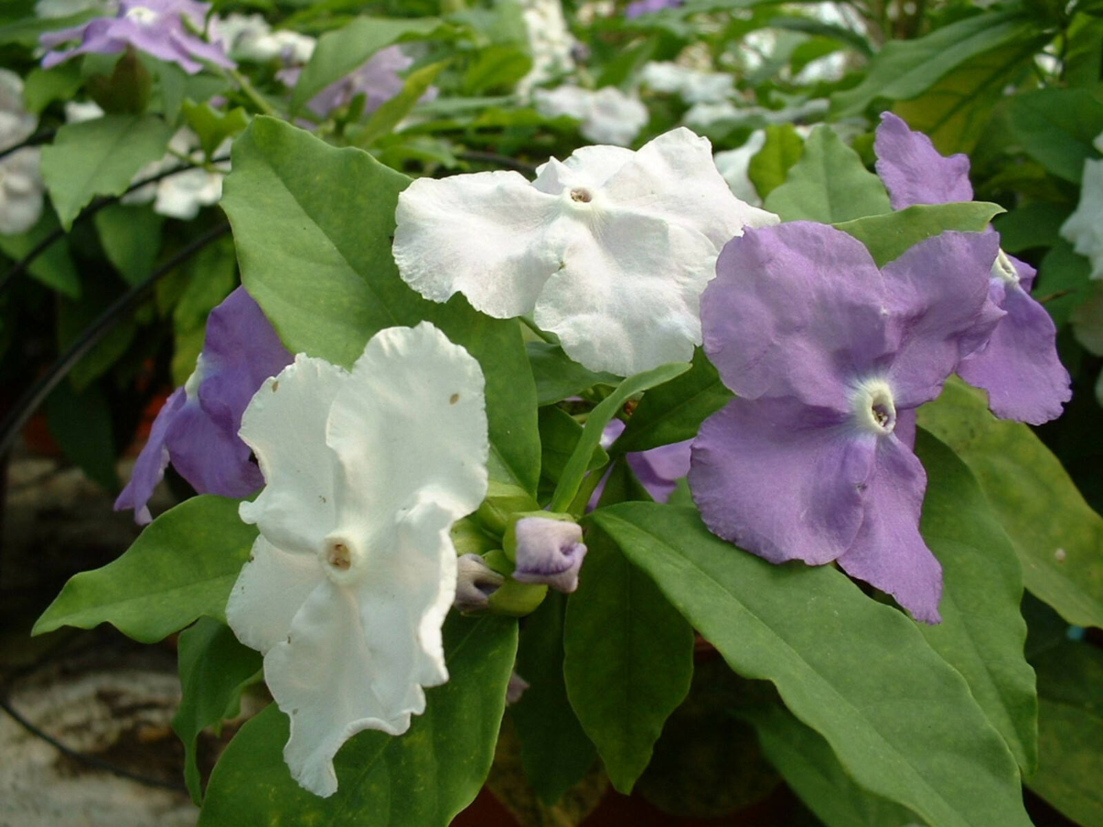Brunfelsia pauciflora pour sublimer votre terrasse fleurie en pot de 3L