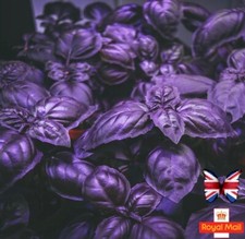 BASIL PURPLE KING 100 SEEDS VIOLET EDIBLE WINDOWSILL HERBS