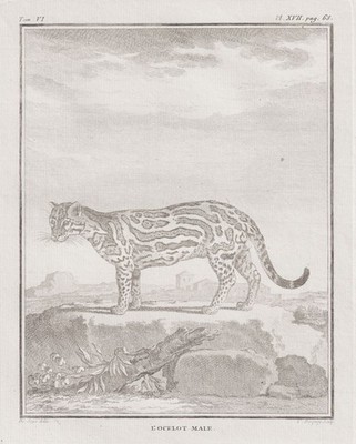 Ozelot Katze Raubkatze ocelot Katzen Kupferstich engraving Buffon 1780