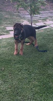 australian shepherd puppies for sale gumtree